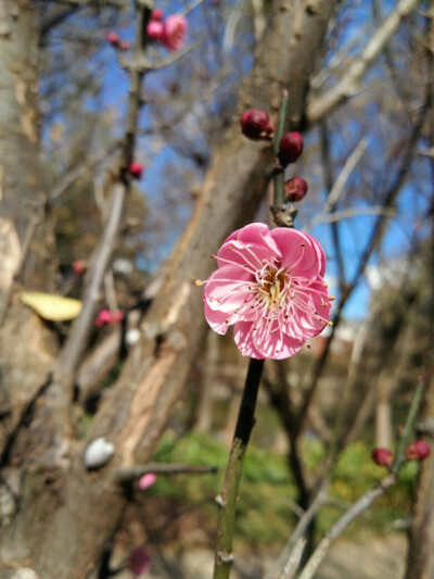 梅花——昆明的冬天