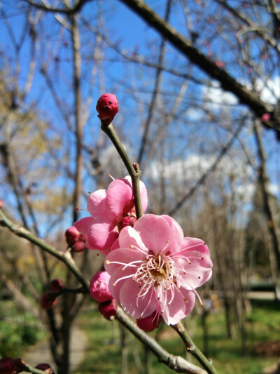 昆明的冬天——梅花