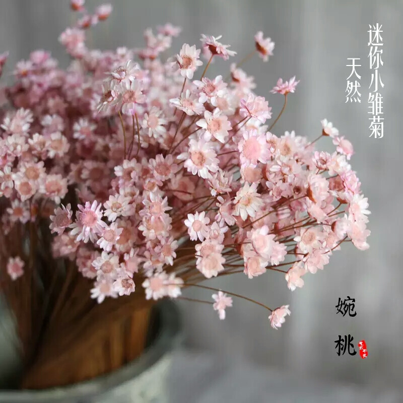 雏菊