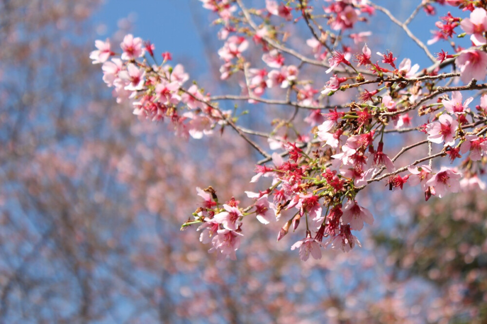 Cherry blossom. Photo by Jiali Chen at Mercer University, Macon GA, USA.