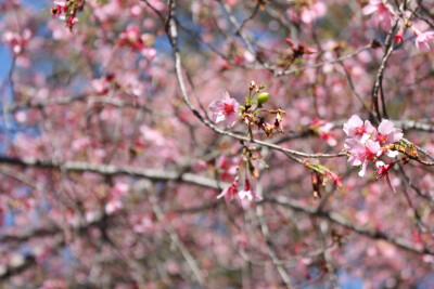 Cherry blossom. Photo by Jiali Chen at Mercer University, Macon GA, USA.