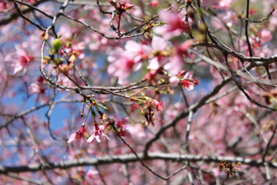 Cherry blossom. Photo by Jiali Chen at Mercer University, Macon GA, USA.