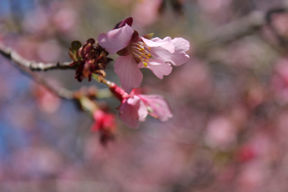 Cherry blossom. Photo by Jiali Chen at Mercer University, Macon GA, USA.