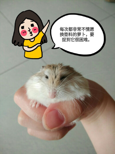 萝卜，老公公一枚，有着可爱的白眉毛。胆子超级小，跑得飞快。