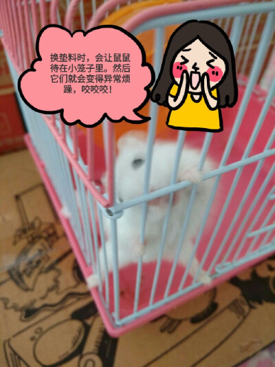 出镜：七夕，女生，银狐