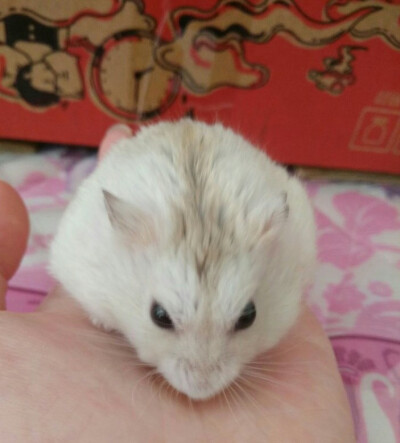 爱好吃吃吃的布丁君，找不到男朋友。