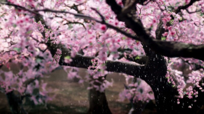 《三生三世十里桃花》背景美