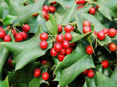 枸骨（学名：Ilex cornuta）又名猫儿刺、老虎刺等，为常绿灌木或小乔木，叶形奇特，碧绿光亮，四季常青，入秋后红果满枝，经冬不凋，艳丽可爱，是优良的观叶、观果树种，在欧美国家常用于圣诞节的装饰，故也称“圣诞…