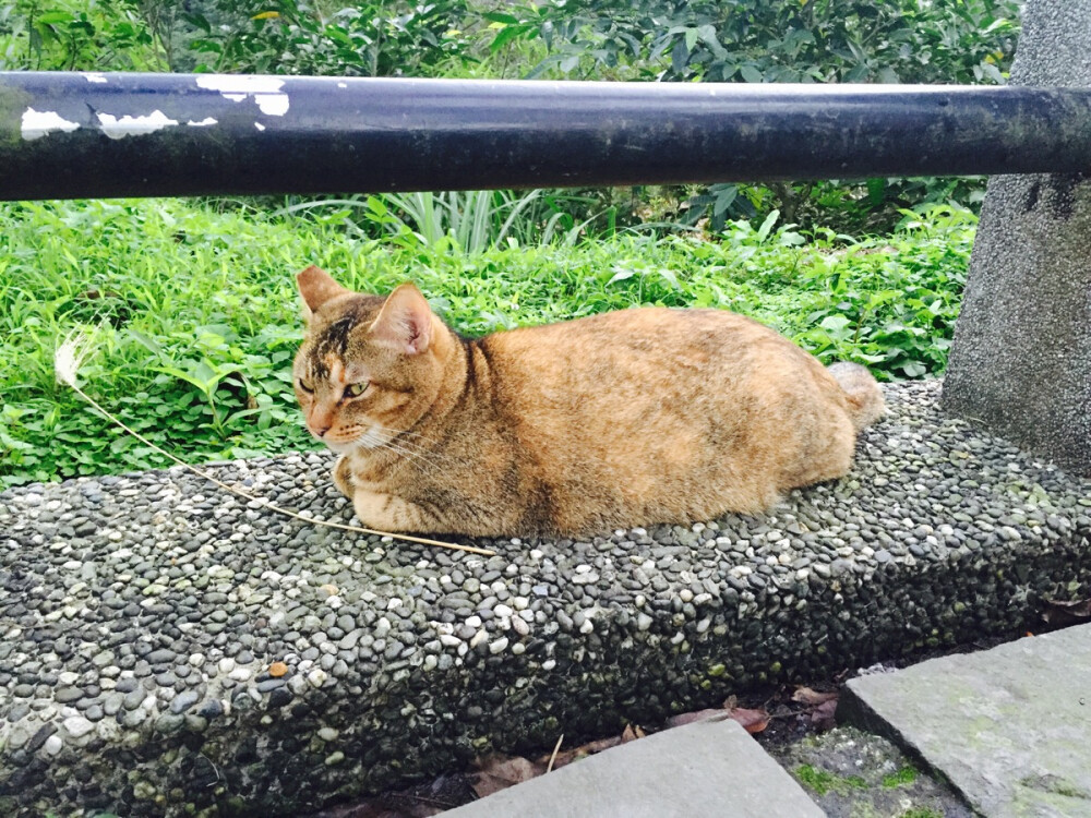 台湾平溪线上的猫猫狗狗