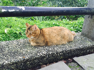 台湾平溪线上的猫猫狗狗