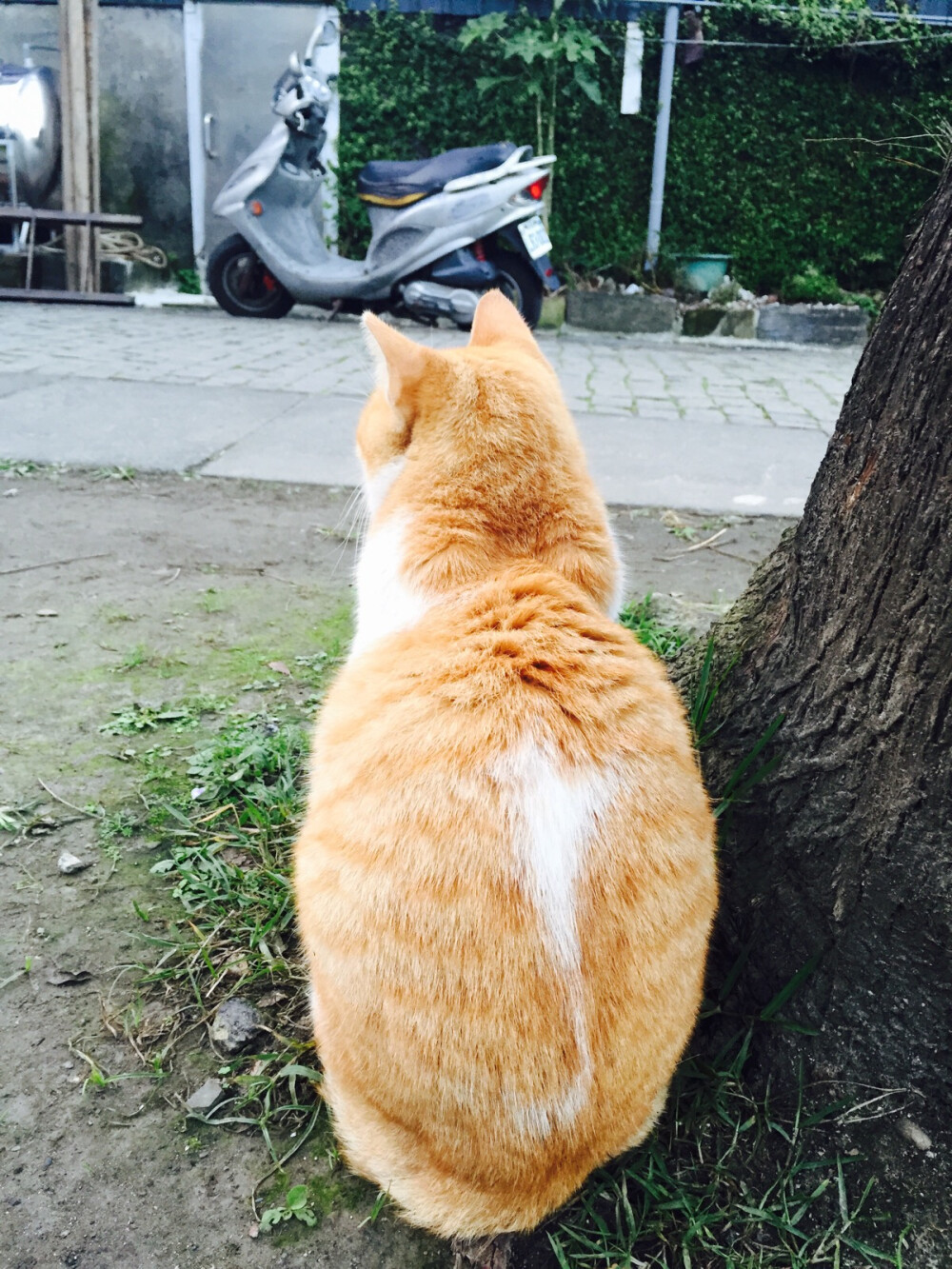 台湾平溪线上的猫猫狗狗