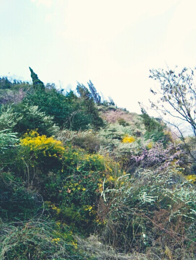 待到山花烂漫时