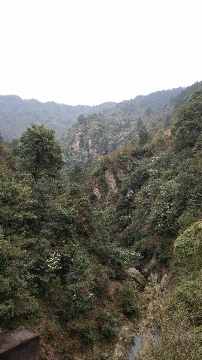 漫山遍野盛开的花