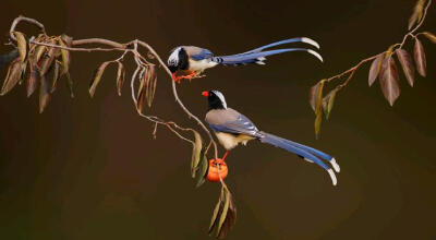 红嘴蓝鹊，也就是中国神话传说中的青鸟。