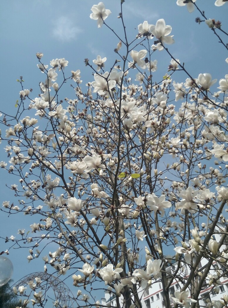 花开半夏