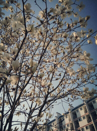 花开半夏