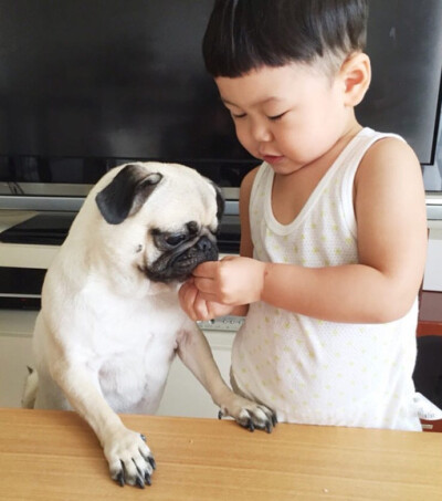 最爱pug