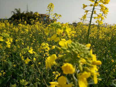 油菜花开了
