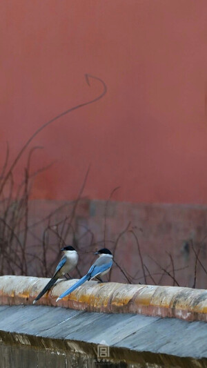 三月五日，惊蛰。二月春风起，待剪鹅黄缕。 ​​​​by@故宫博物院