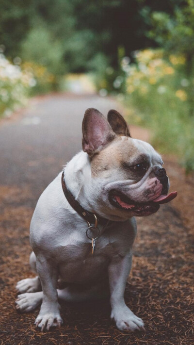 呆萌可爱斗牛犬高清手机锁屏壁纸