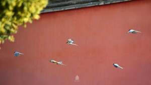 三月五日，惊蛰。二月春风起，待剪鹅黄缕。 ​​​​by@故宫博物院