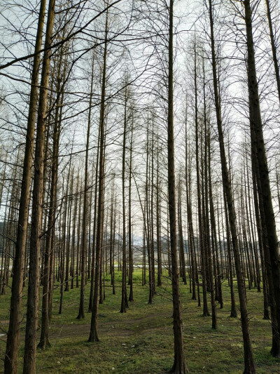 青山湖 水杉林