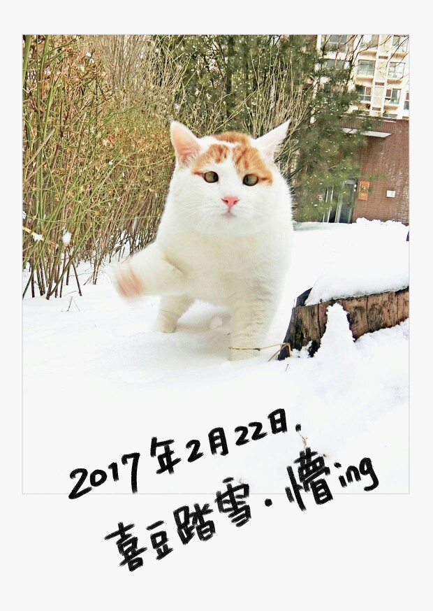 踏雪