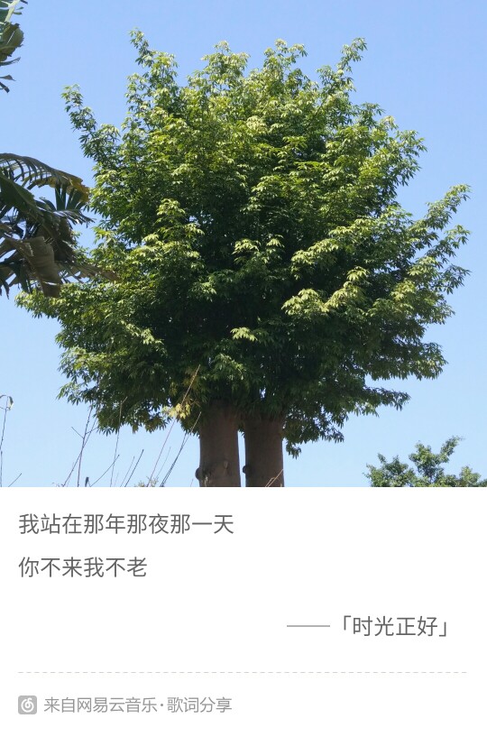 你不来我不老