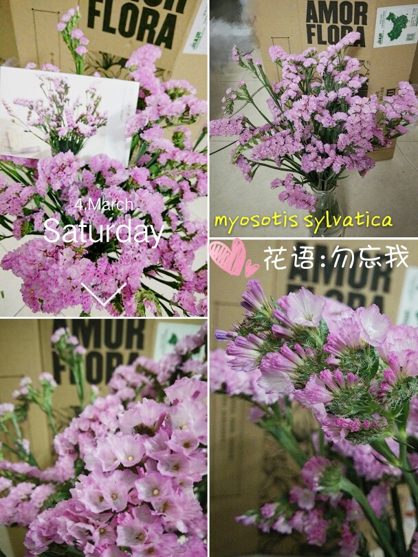 给自己的惊喜，每周一束鲜花。
上周❤粉色勿忘草❤
花语:勿忘我
要记得哦