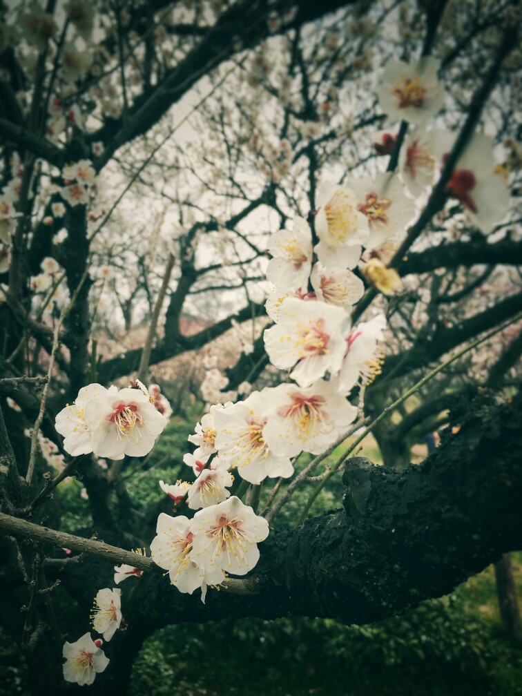 花开花落