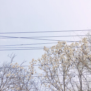 玉兰