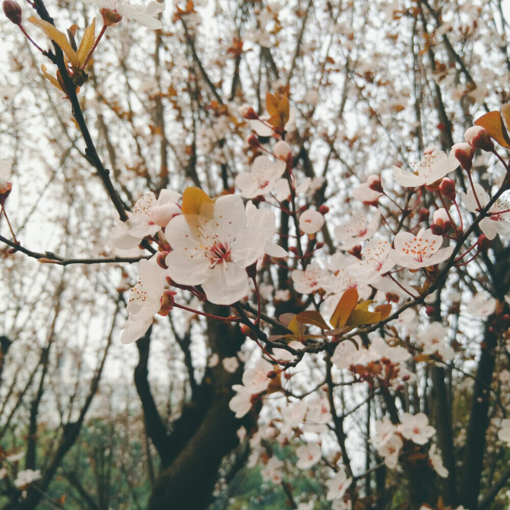 华中师范大学 ccnu 春