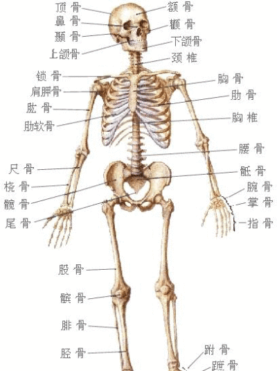 骨架