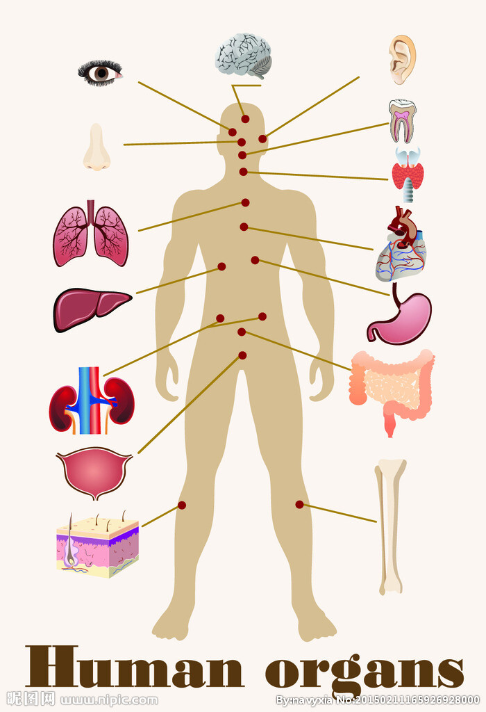 人体器官结构图