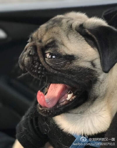 最爱pug