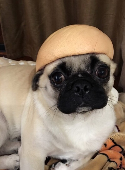 最爱pug