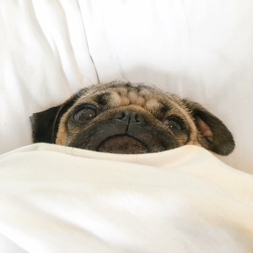 最爱pug

