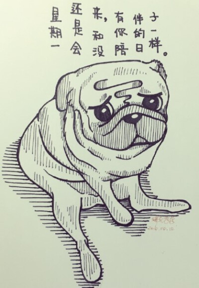 最爱pug