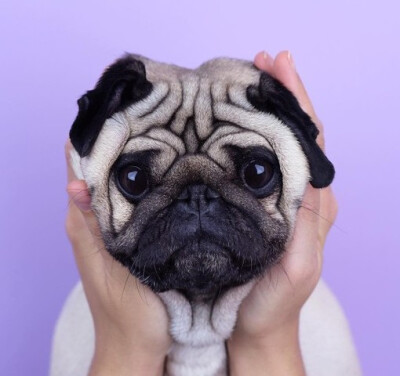 最爱pug