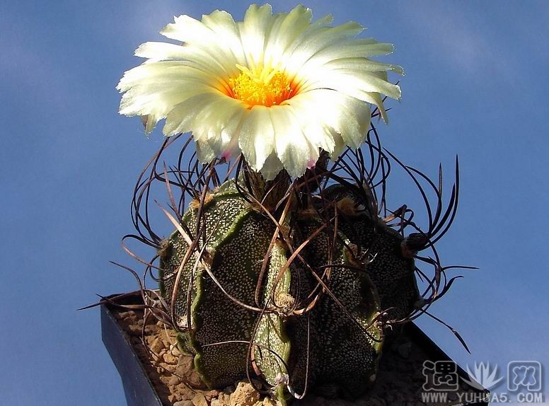 瑞凤玉Astrophytum capricorne