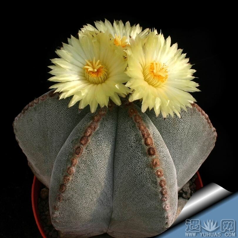 鸾凤玉Astrophytum myriostigma