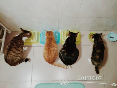 家有四猫