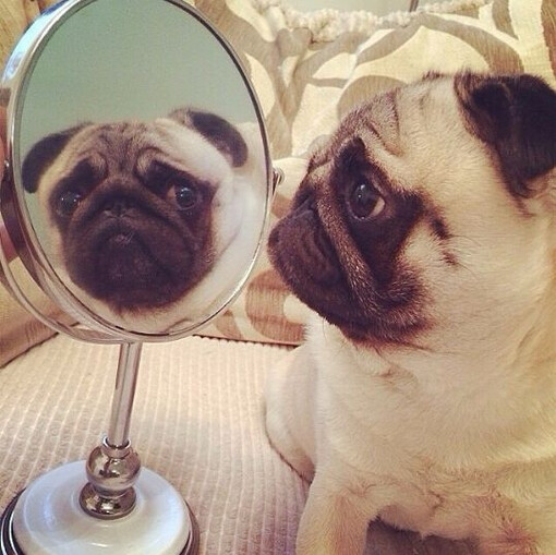 最爱pug