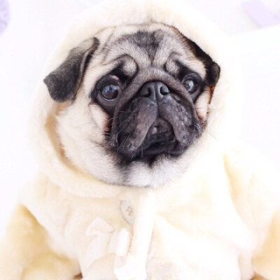 最爱pug