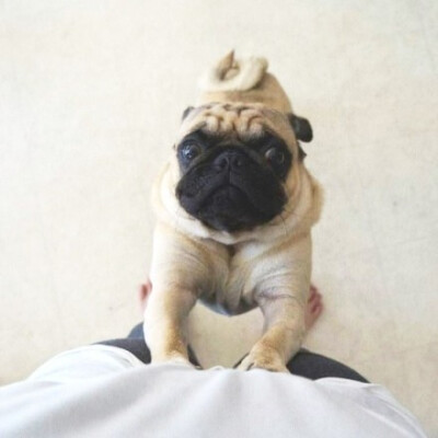 最爱pug