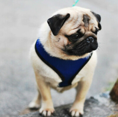 最爱pug