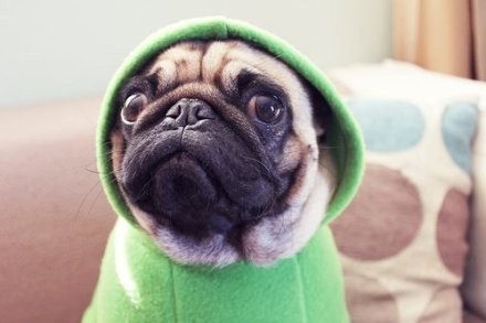 最爱pug