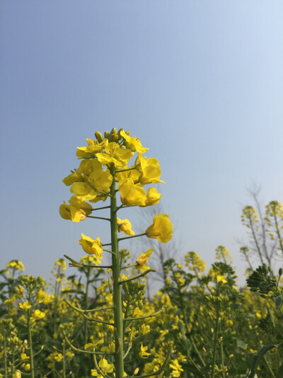 花开不败…