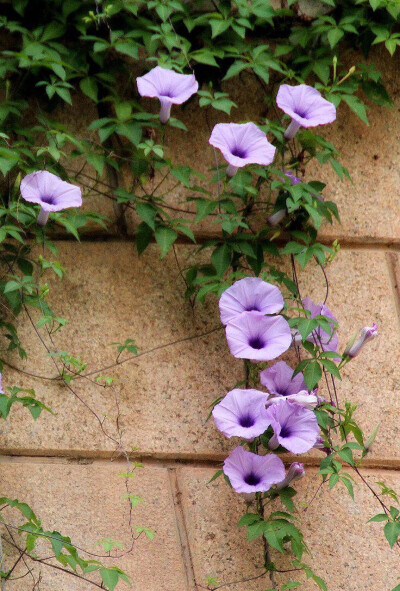 爱情不是最初的甜蜜，而是繁华退却依然不离不弃。