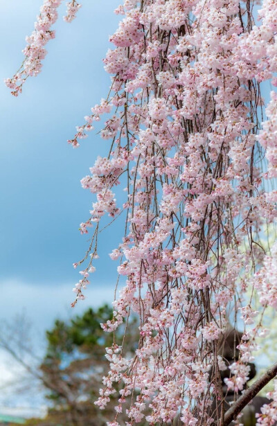 樱花。。。